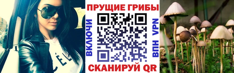 Галлюциногенные грибы Psilocybine cubensis  Купить где  Южно-Сухокумск 
